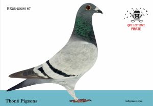 N° 56 : BE-2025-5028187 F – Thoné Pigeons
