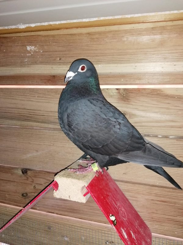 Bon 17 primault photo mère