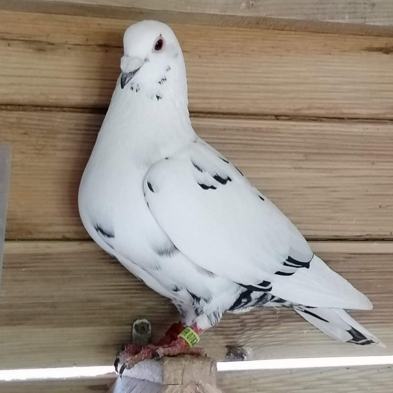 Bon 17 primault photo père