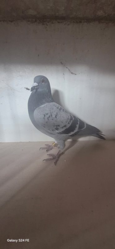 Bon n° 9 photo 1 thulliez mâle