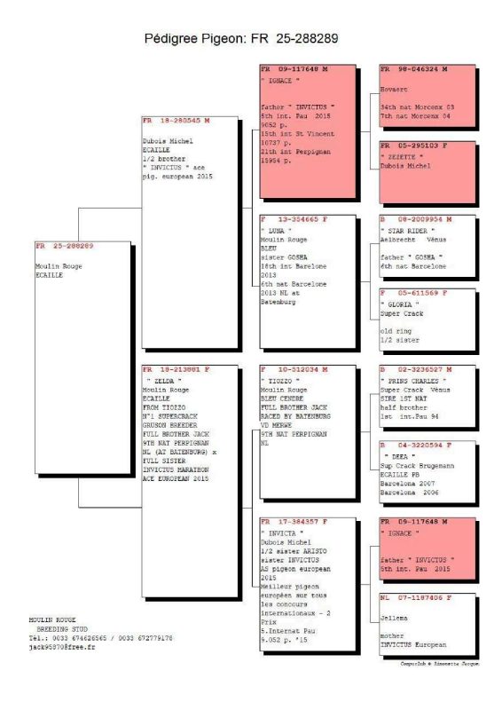 Bon n°1 moulin rouge pédigré