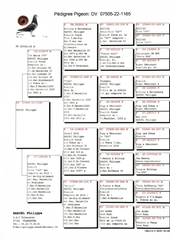 Bon n°18 behih pedigrée mère