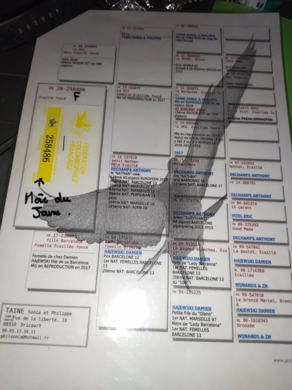 Bon n°29 liénard pedigré mère