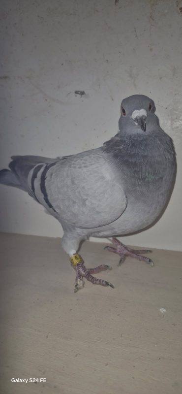 Bpn n°9 photo 2 thulliez femelle