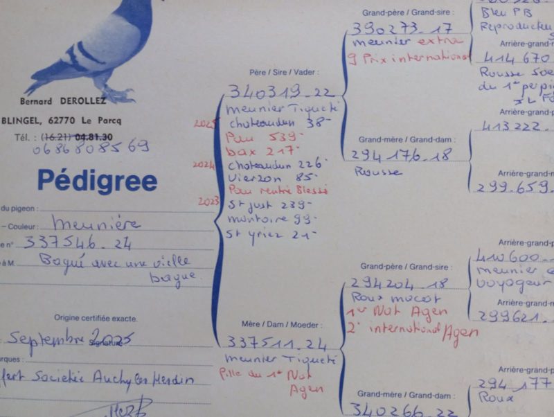 Derollez jeune pédigrée
