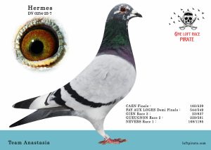 N° 59 : DV-0254-25-7 M – Team Anastasia
