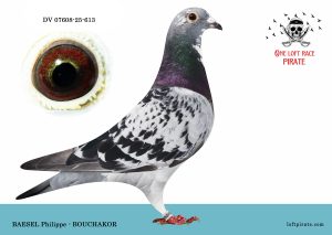 N° 62 : DV-07608-25-613 F – BAESEL Philippe –  BOUCHAKOR  AILE CASSEE