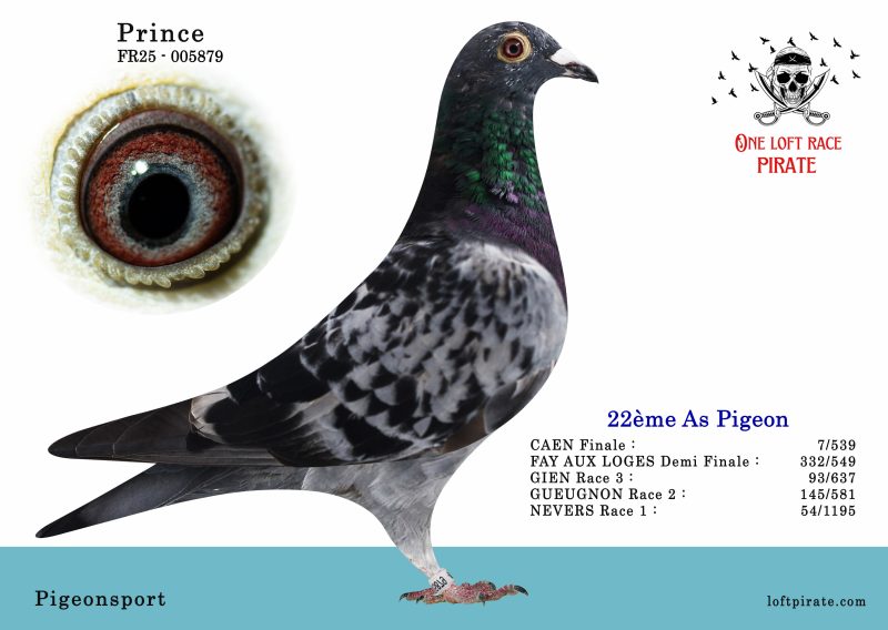 N° 03 : FR-2025-5879  F – Pigeonsport