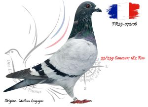 N° 113 : FR25-72106