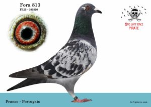 N° 15 : FR-2025-96810  F – Franco – Portugais