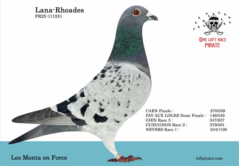 N° 19 : FR-2025-111241 M – Les Monta en Force