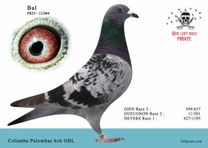 N° 21 : FR-2025-111844 F – Columba Palombas 6ch GBL