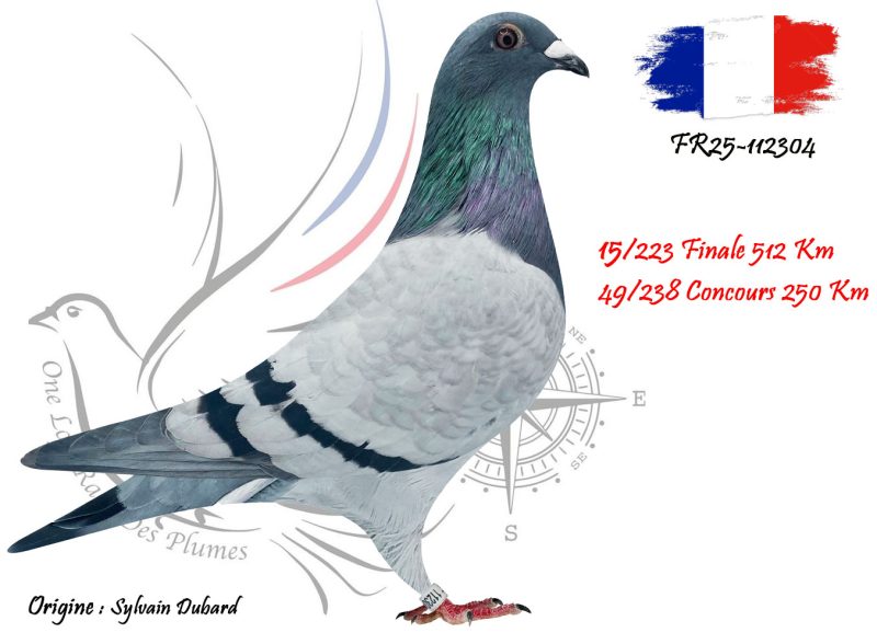 N° 15 : FR25-112304