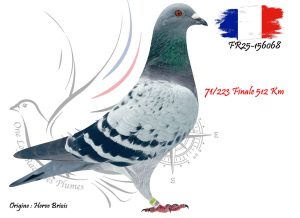 N° 71 : FR25-156068
