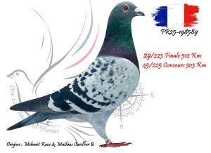 N° 29 : FR25-198589