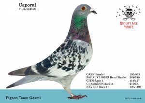N° 36 : FR-2025-244252 F – Pigeon Team Gasmi