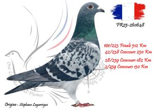 N° 101 : FR25-260648