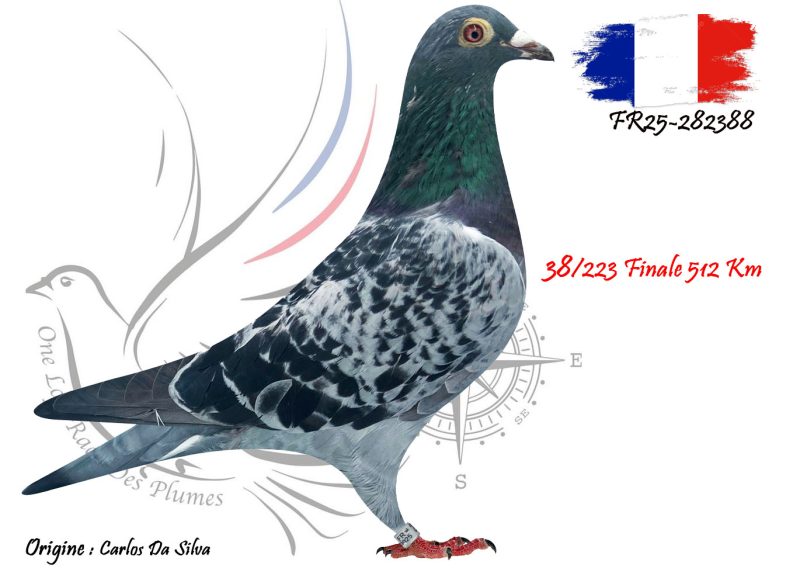 N° 38 : FR25-282388