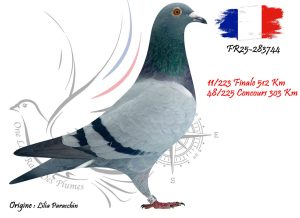 N° 11 : FR25-283744