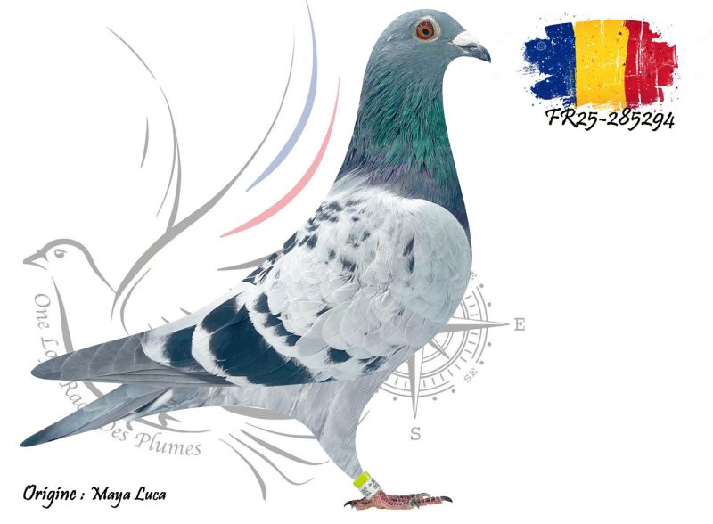 N° 106 : FR25-285284