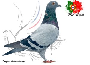 N° 110 : FR25-285423