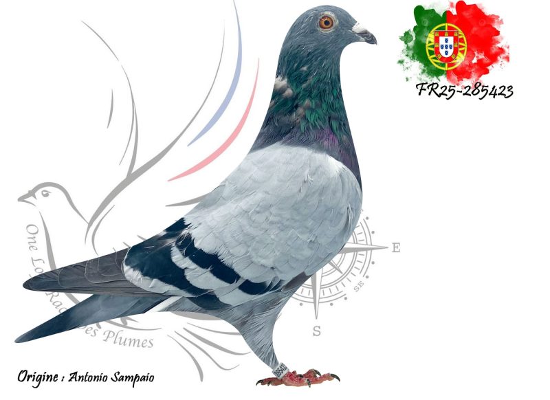 N° 110 : FR25-285423