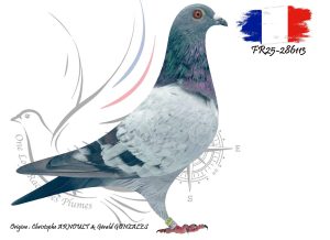 N° 115 : FR25-286113