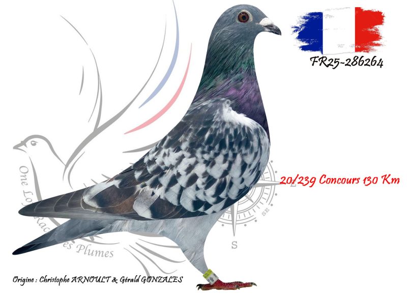 N° 116 : FR25-286264