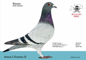 N° 31 : FR-2025-286392 M – Anton.I & Gutanu.D