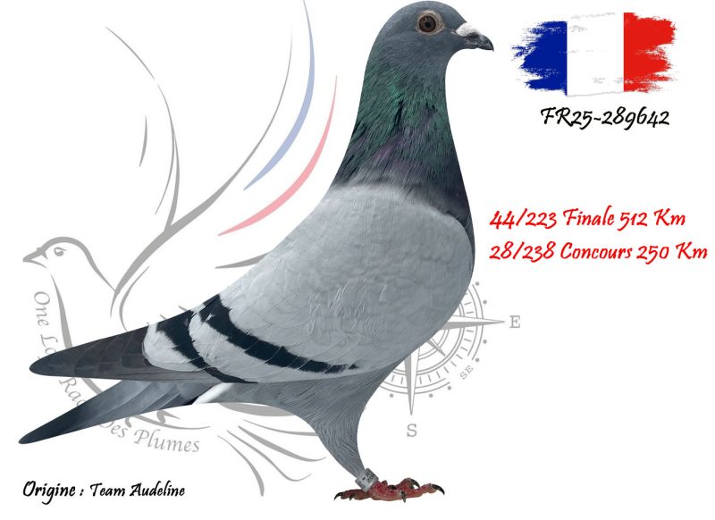 N° 44 : FR25-289642