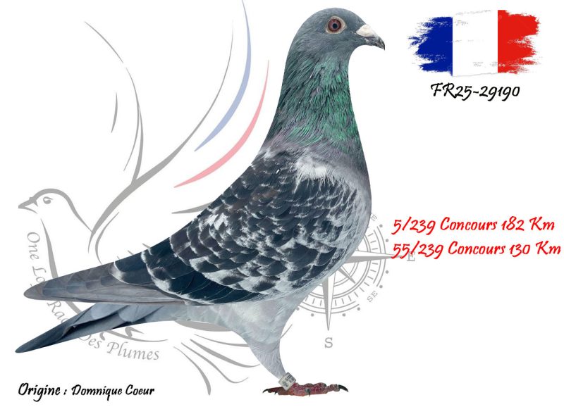 N° 118 : FR25-29190