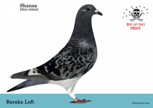 N° 43 : FR-2025-309023 F – Baraka Loft