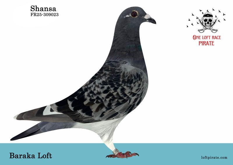 N° 43 : FR-2025-309023 F – Baraka Loft