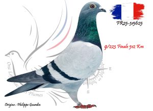 N° 9 : FR25-315625