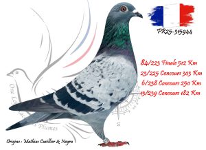 N° 84 : FR25-315944