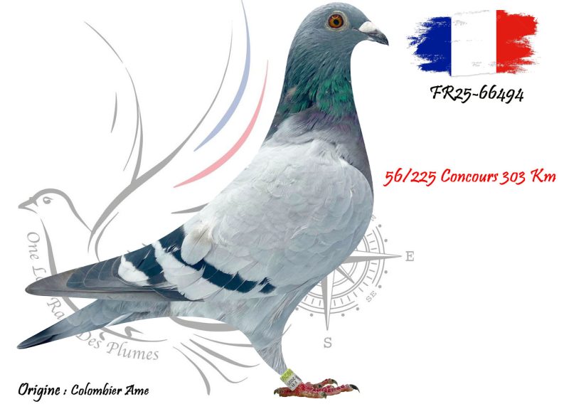 N° 111 : FR25-66494