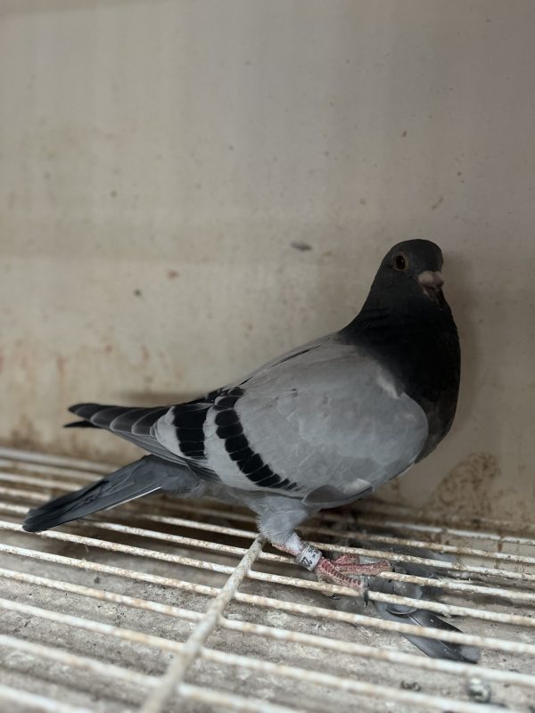 Gervois jeune photo