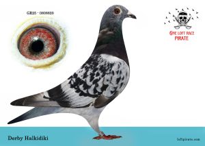 N° 42 : GR-2025-808820 F – Derby Halkidiki