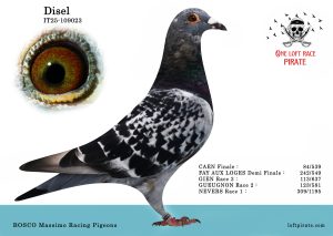 N° 16 : FR-2025-109023 F – BOSCO Massimo Racing Pigeons