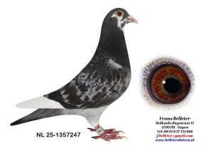 N° 2 : 1357247/2025 : MALE MACOT FONCE (FRERE DU LOT 18)
