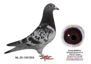 N° 13 : 1357253/2025 : MALE ECAILLE (PAS DE FRERE OU SOEUR DANS LA VENTE)