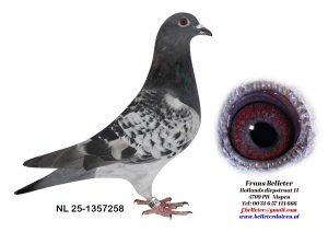 N° 17: 1357258/2025 MALE ECAILLE FONCE (FRERE DU LOT 1)