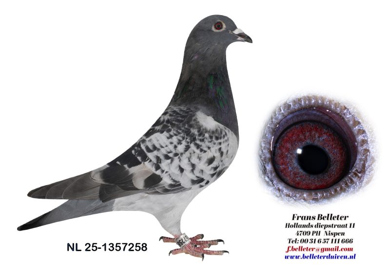 N° 17: 1357258/2025 MALE ECAILLE FONCE (FRERE DU LOT 1)