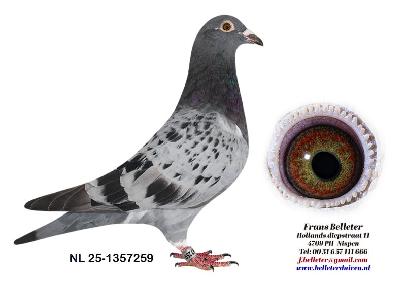 N° 25 : 1357259/2025 : FEMELLE ECAILLEE CLAIR (SOEUR DU LOT 9)