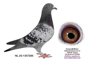 N° 9 : 1357260/2025 : MALE ECAILLE CLAIR (FRERE DU LOT 25)