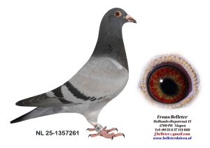 N° 14 : 1357261/2025 : FEMELLE BLEUE (LOT UNIQUE, PAS DE FRERE OU SOEUR DANS LA VENTE)