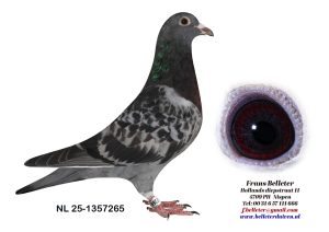 N° 6 : 1357265/2025 : MALE ECAILLE FONCE PLUME BLANCHE (FRERE DU LOT 23)
