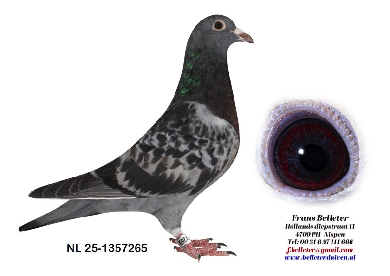 N° 6 : 1357265/2025 : MALE ECAILLE FONCE PLUME BLANCHE (FRERE DU LOT 23)