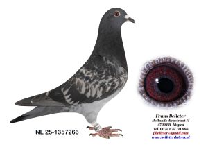 N° 23 : 1357266/2025 : MALE ECAILLE FONCE (FRERE DU LOT 6)