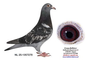 N° 15 : 1357270/2025 : MALE ECAILLE FONCE (LOT UNIQUE, PAS DE FRERE OU SOEUR DANS LA VENTE)
